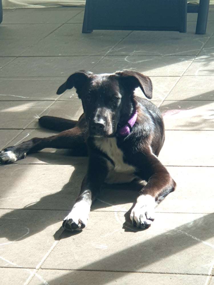 Hundetreffen-Junghundtreffen in Rheda-Wiedenbrück-Profilbild