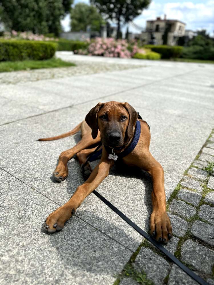 Hundetreffen-Spielkameraden gesucht-Profilbild