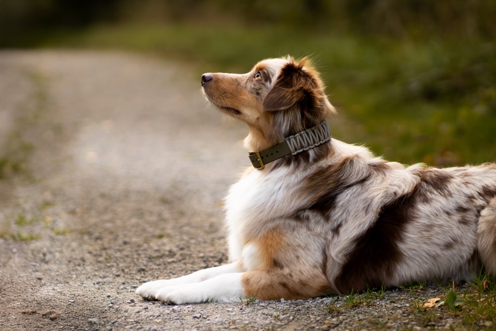 Hundetreffen-Hundebegegnungen / Social Walk-Profilbild