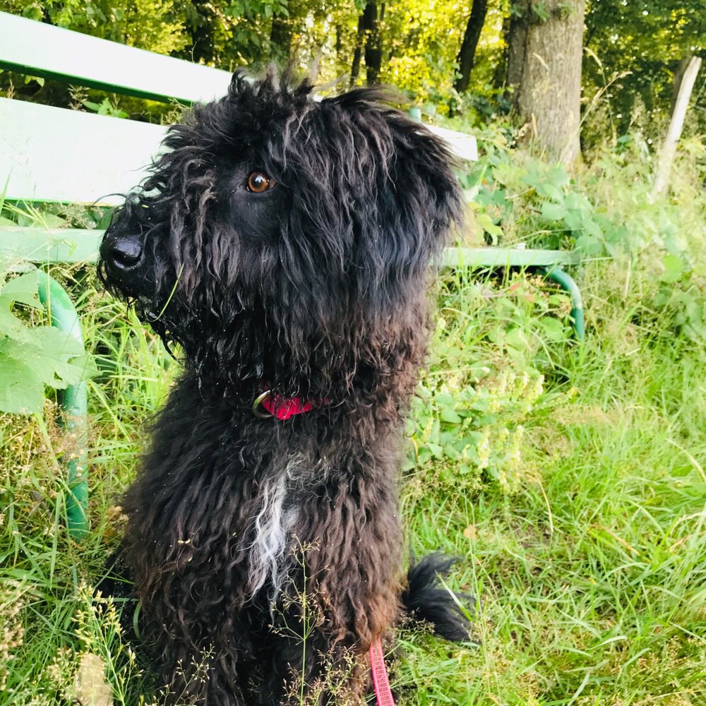 Hundetreffen-Junghund Treff-Profilbild
