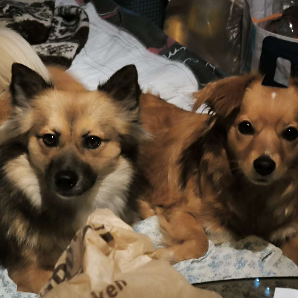 Hundetreffen-Wir sind da p-Profilbild