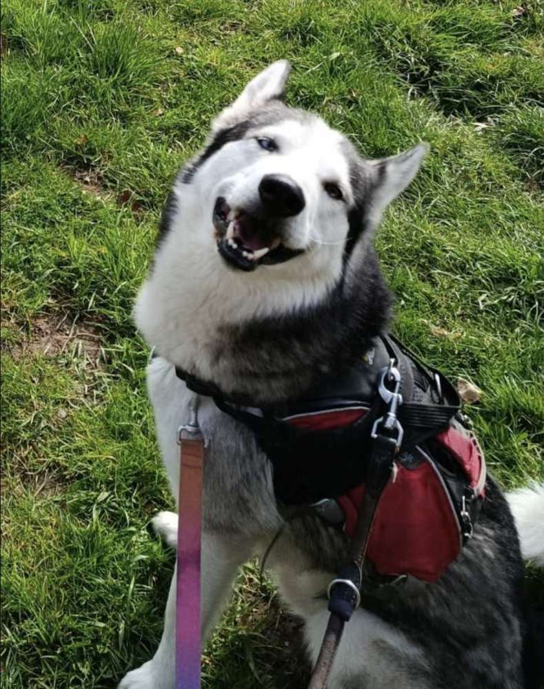 Suchmeldung-Lupin-Profilbild