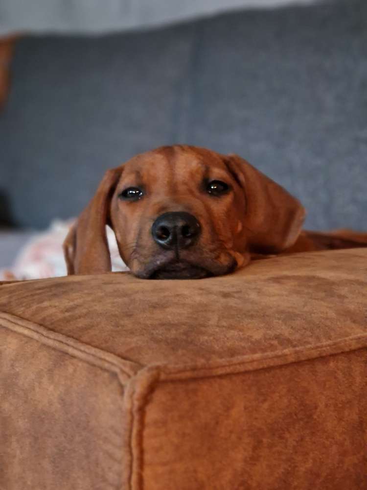 Hundetreffen-Gassirunde/Spielrunde-Profilbild