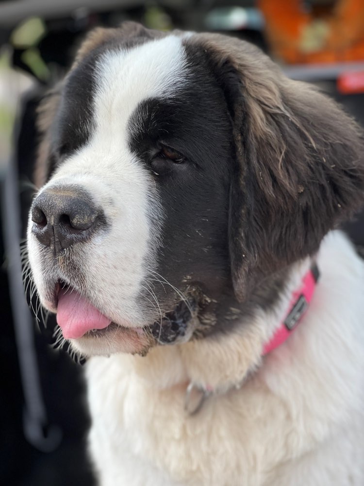 Hundetreffen-Junghundtreffen Leimen/Gauangelloch-Profilbild