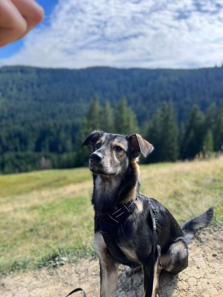 Hundetreffen-Treffen-Profilbild