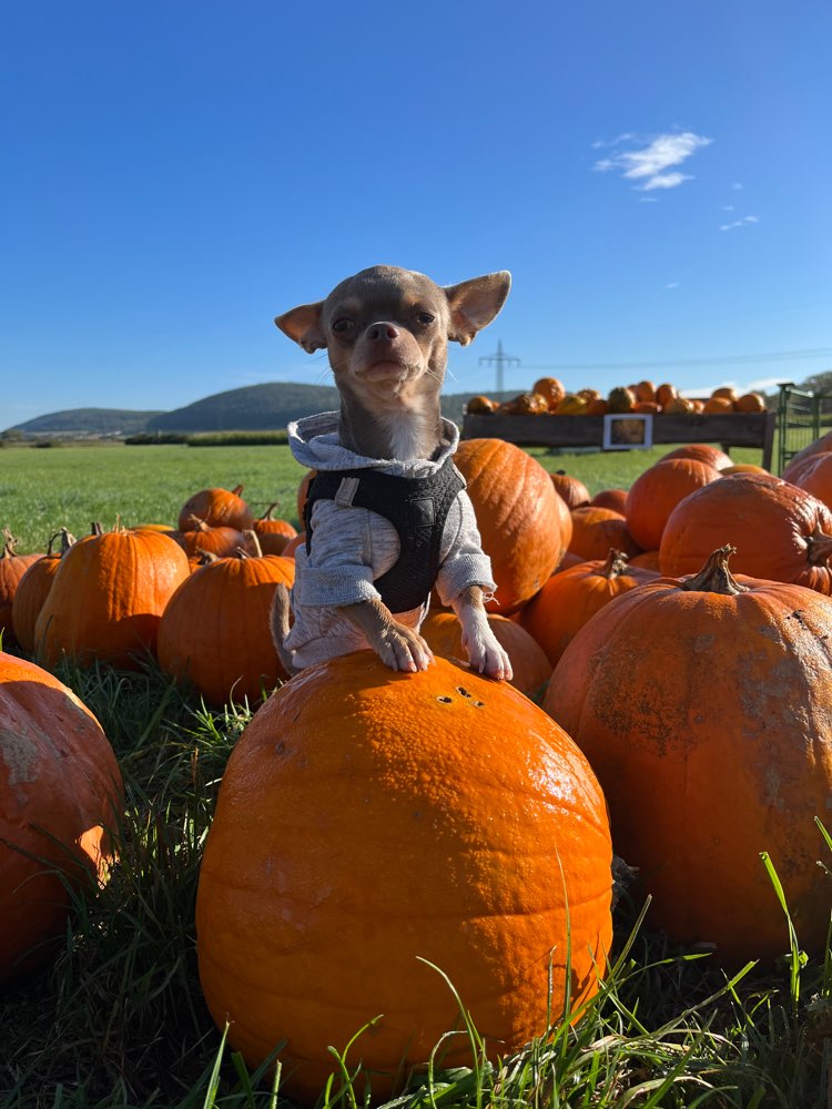 Hundetreffen-Spielen und Spazieren gehen-Profilbild