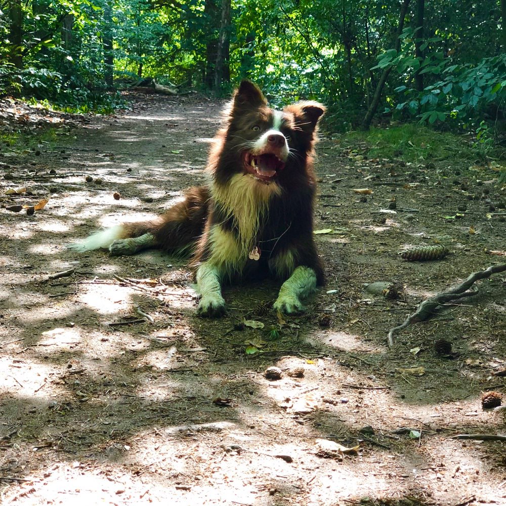 Hundetreffen-Social Walk Partner-Profilbild