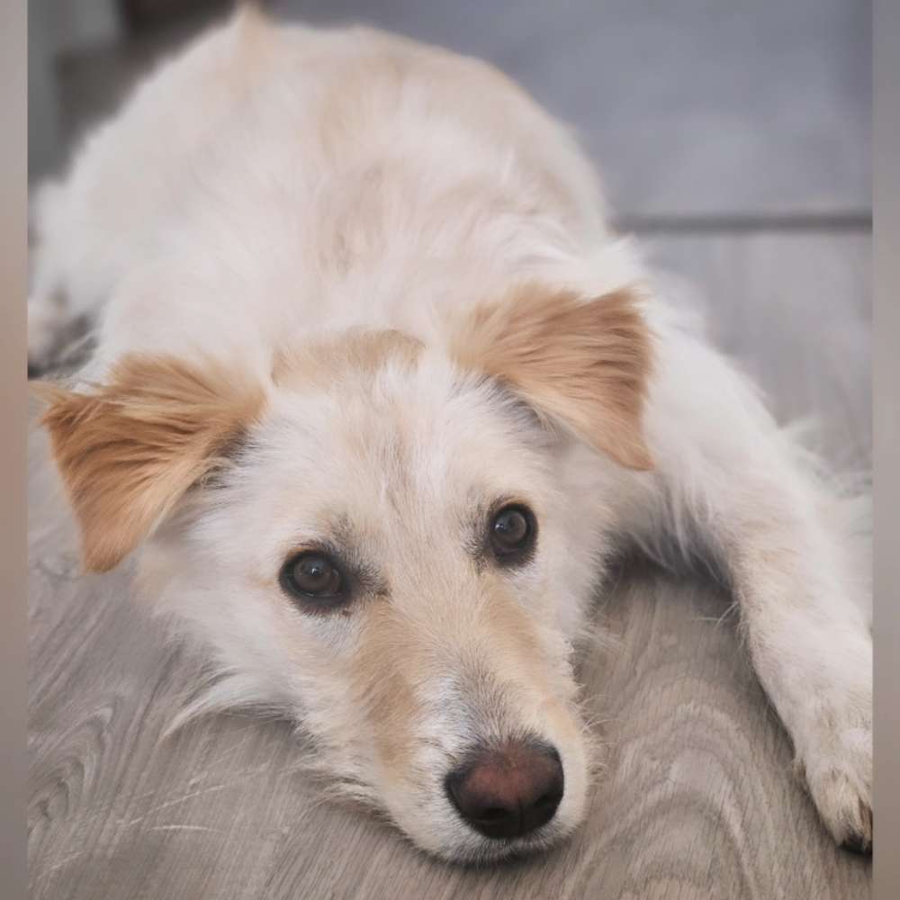 Hundetreffen-Spaziergänge/Hundefreilauffläche ect.-Profilbild