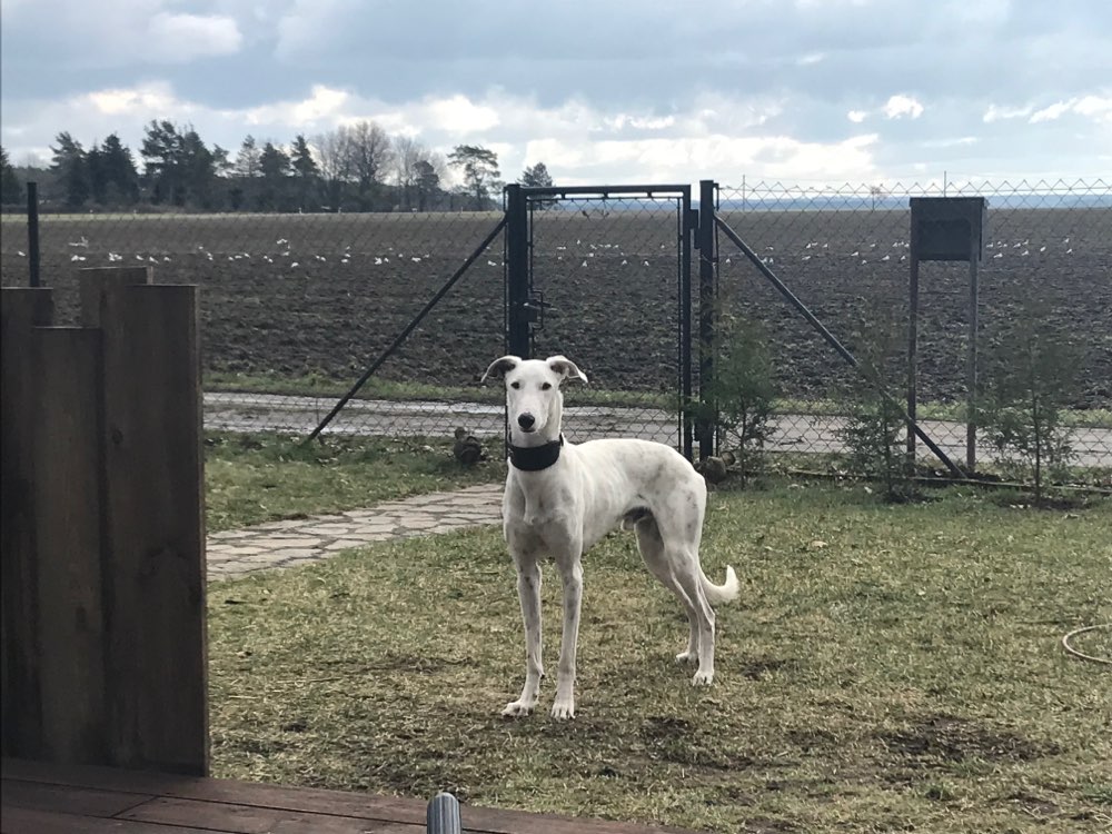 Hundetreffen-Gemütliches Spazierengehen-Profilbild