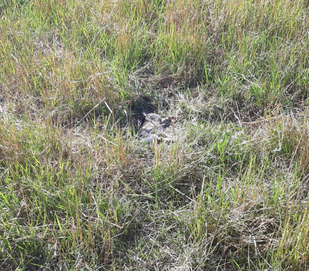 Giftköder-Toter Hase-Profilbild