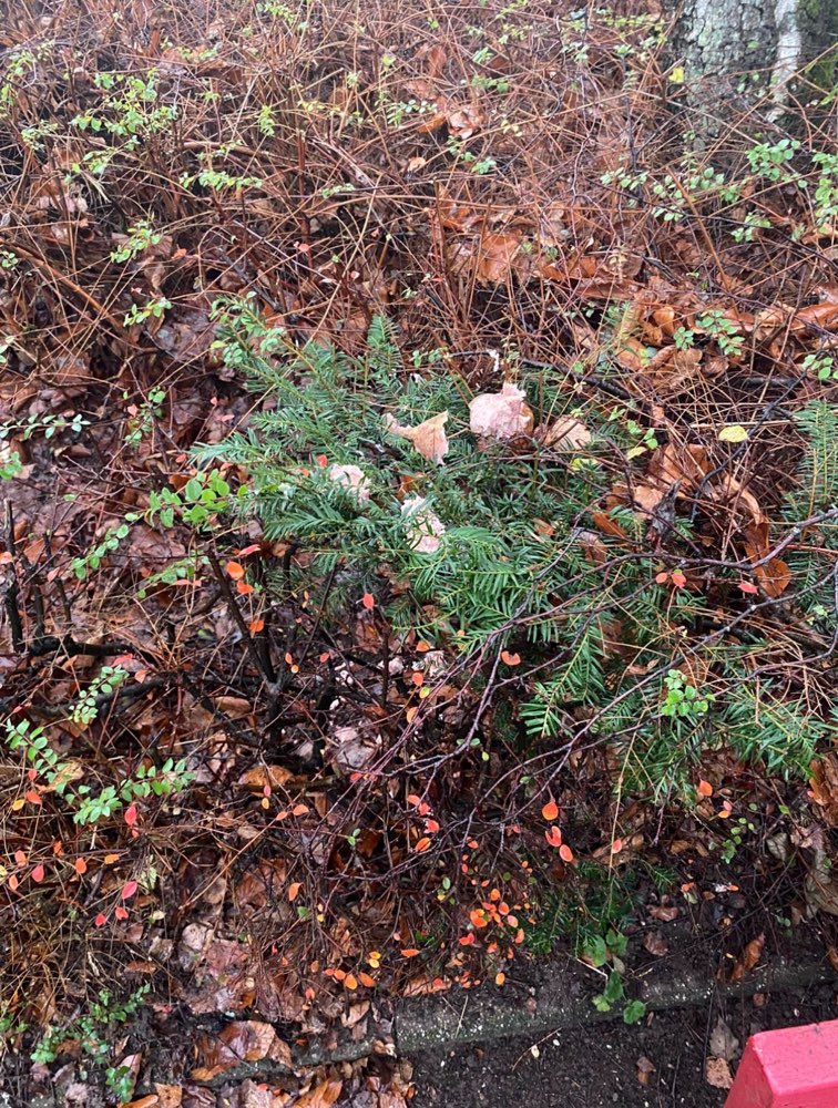 Giftköder-Giftköder-Profilbild