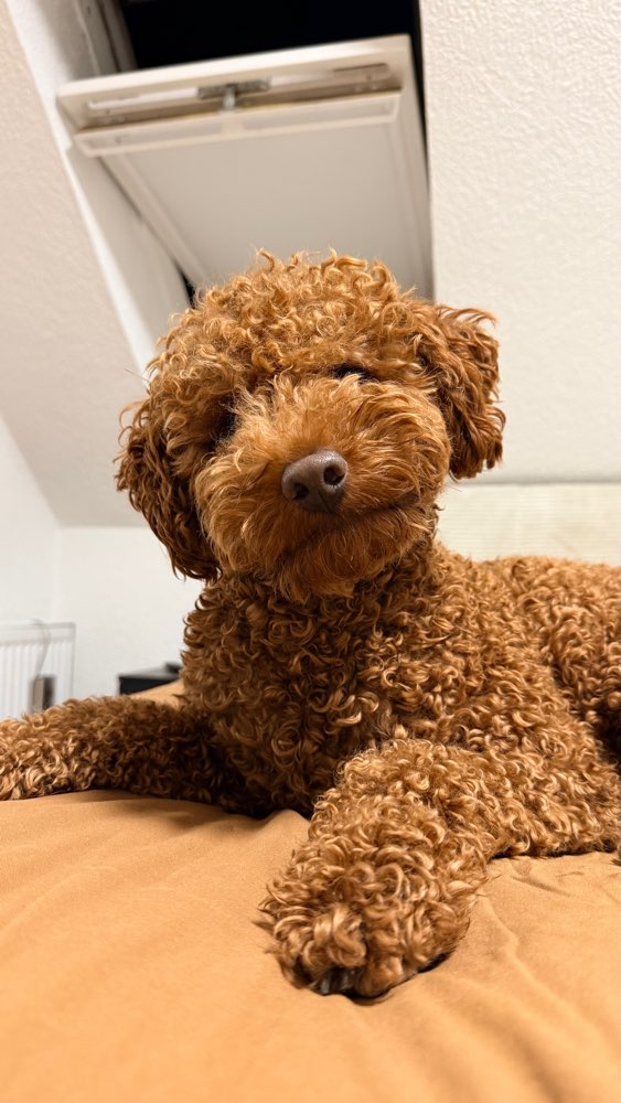 Hundetreffen-Große Hunde Freunde gesucht-Profilbild