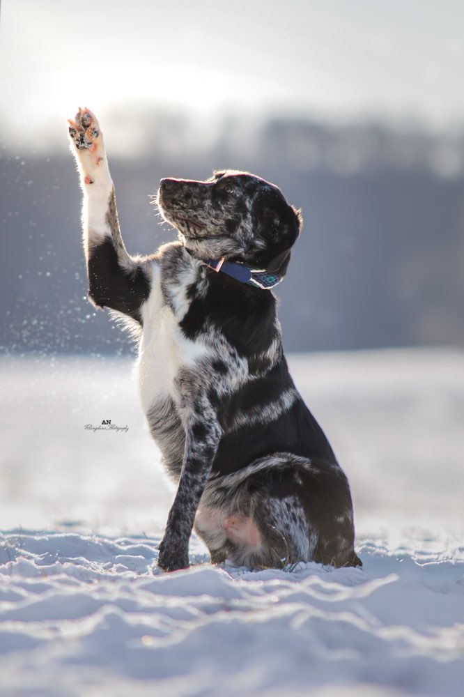 Hundetreffen-Trainingspartner-Profilbild