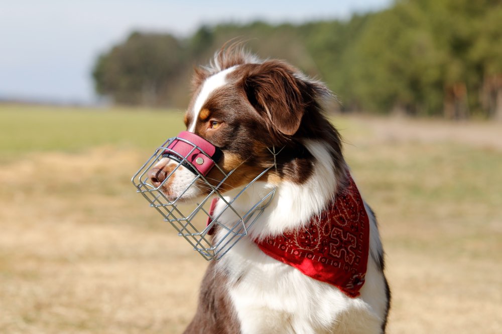 Hundetreffen-Maulkorbberatung-Profilbild
