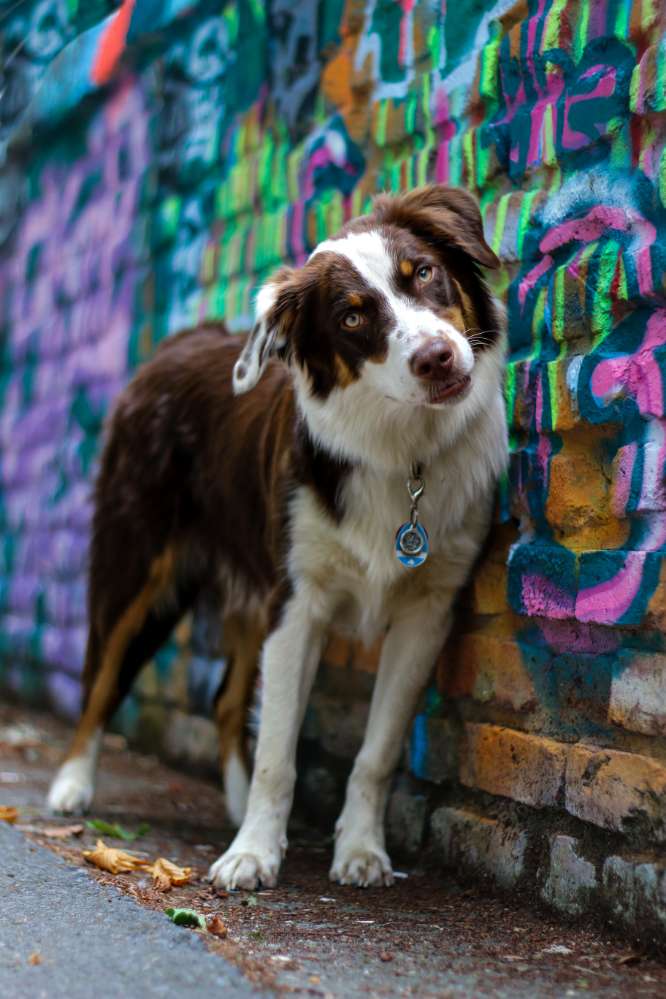 Hundetreffen-Hundefreunde-Profilbild