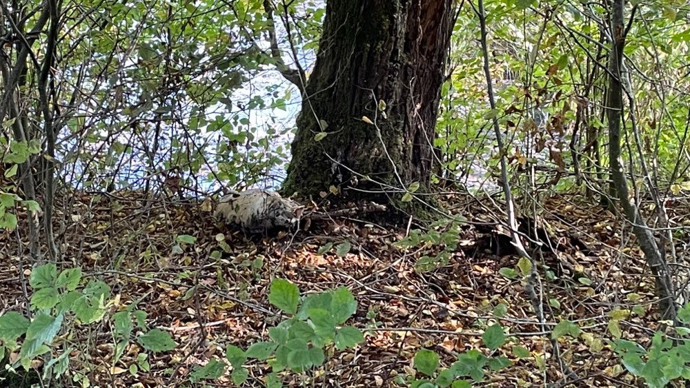 Giftköder-Tierkadaver-Profilbild