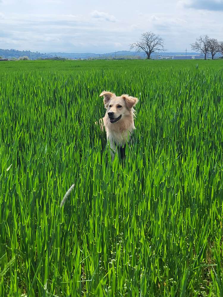Hundetreffen-Mickey sucht Spielgefährten-Profilbild