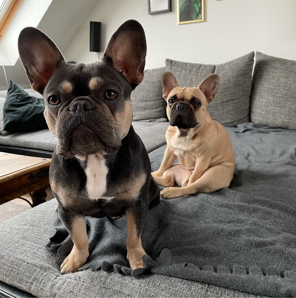 Hundetreffen-Junghund Treffen Zeche Hannover-Profilbild