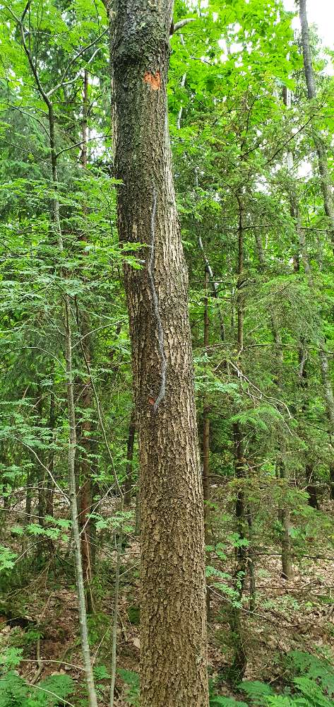 Giftköder-Eichenprozessionsspinner-Profilbild