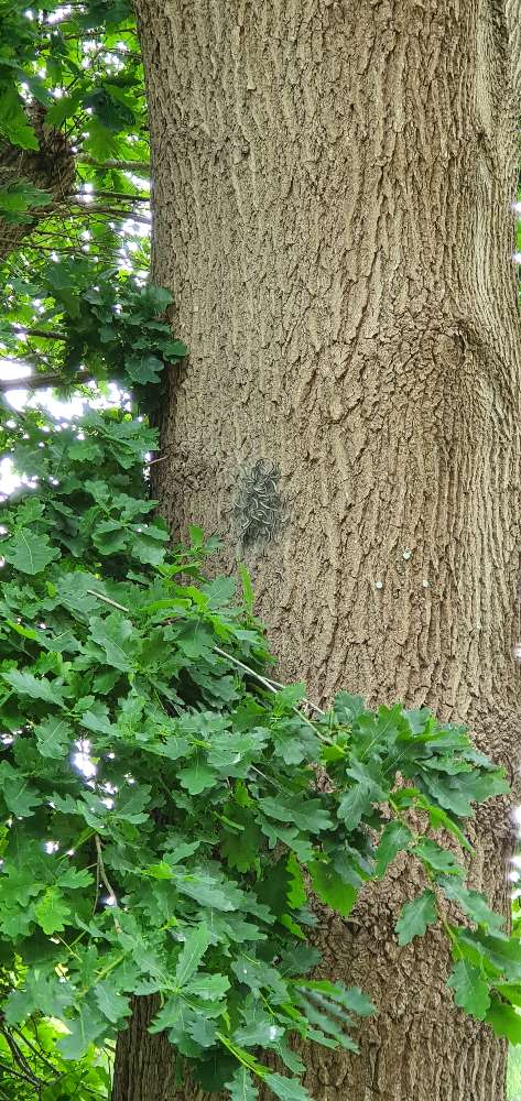 Giftköder-Eichenprozessionsspinner-Profilbild