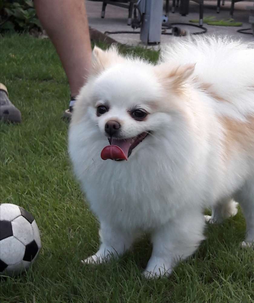 Hundetreffen-Treffen von Kleinhunden-Profilbild