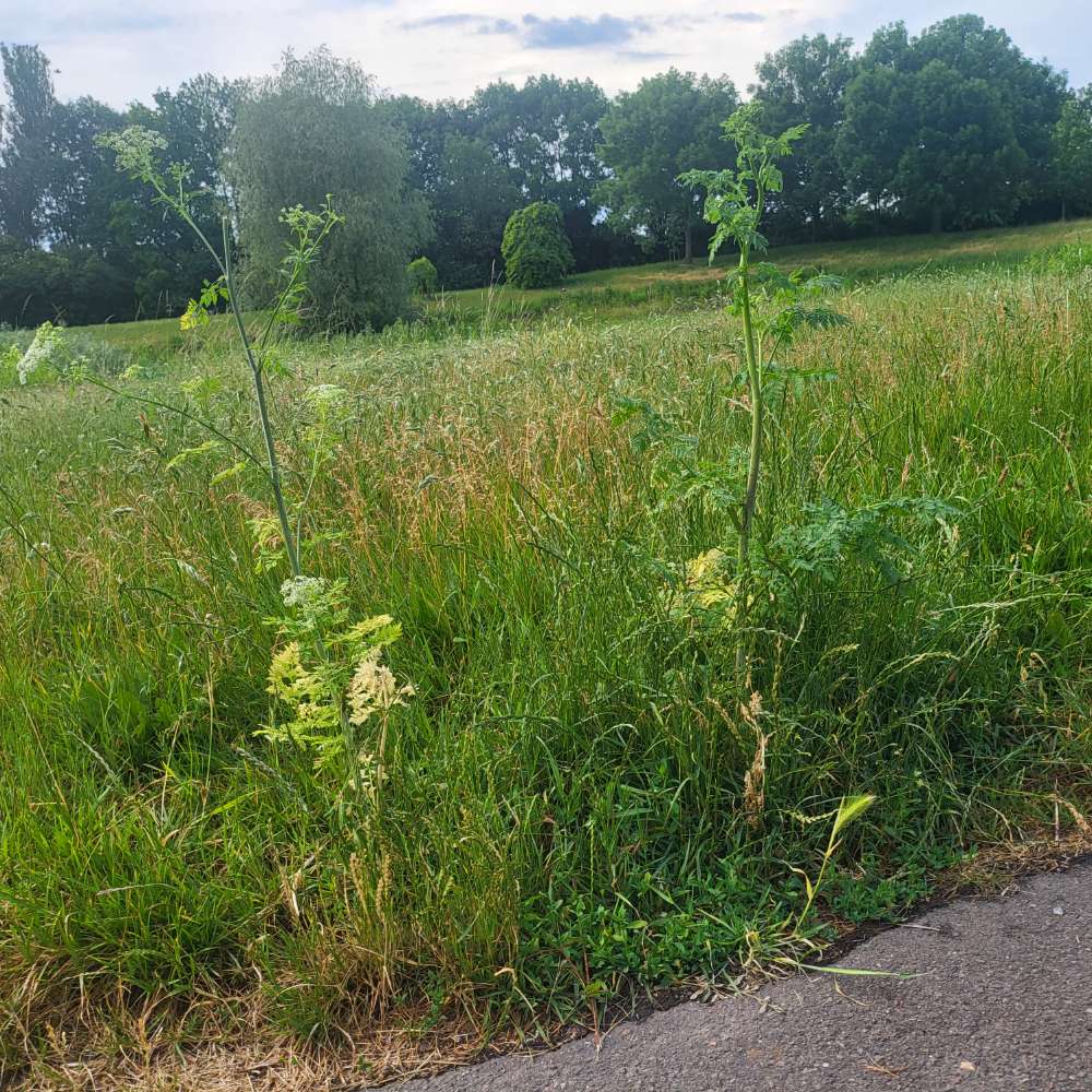 Giftköder-gekürzter Schierling wieder da.-Profilbild
