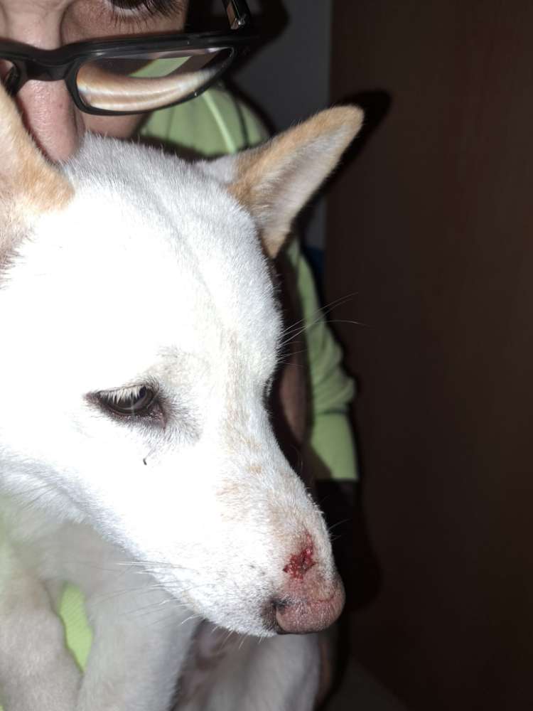 Giftköder-Freilaufender agressiver Hund Florapark!-Profilbild