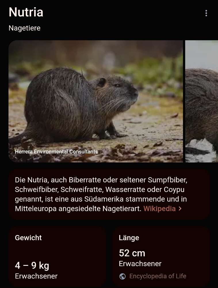 Giftköder-Aggressiver Nutria in der Schrote-Profilbild