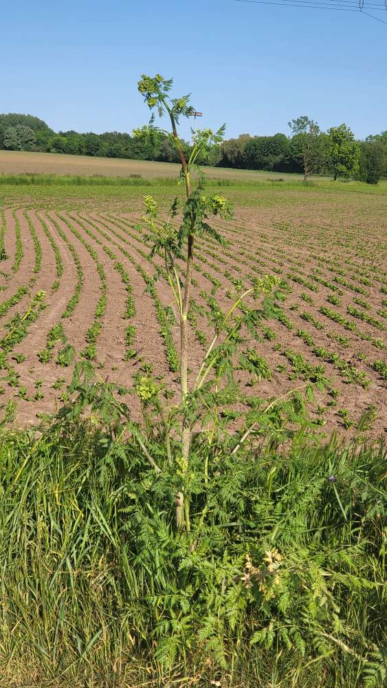 Giftköder-Rot gefleckter Schierling-Profilbild