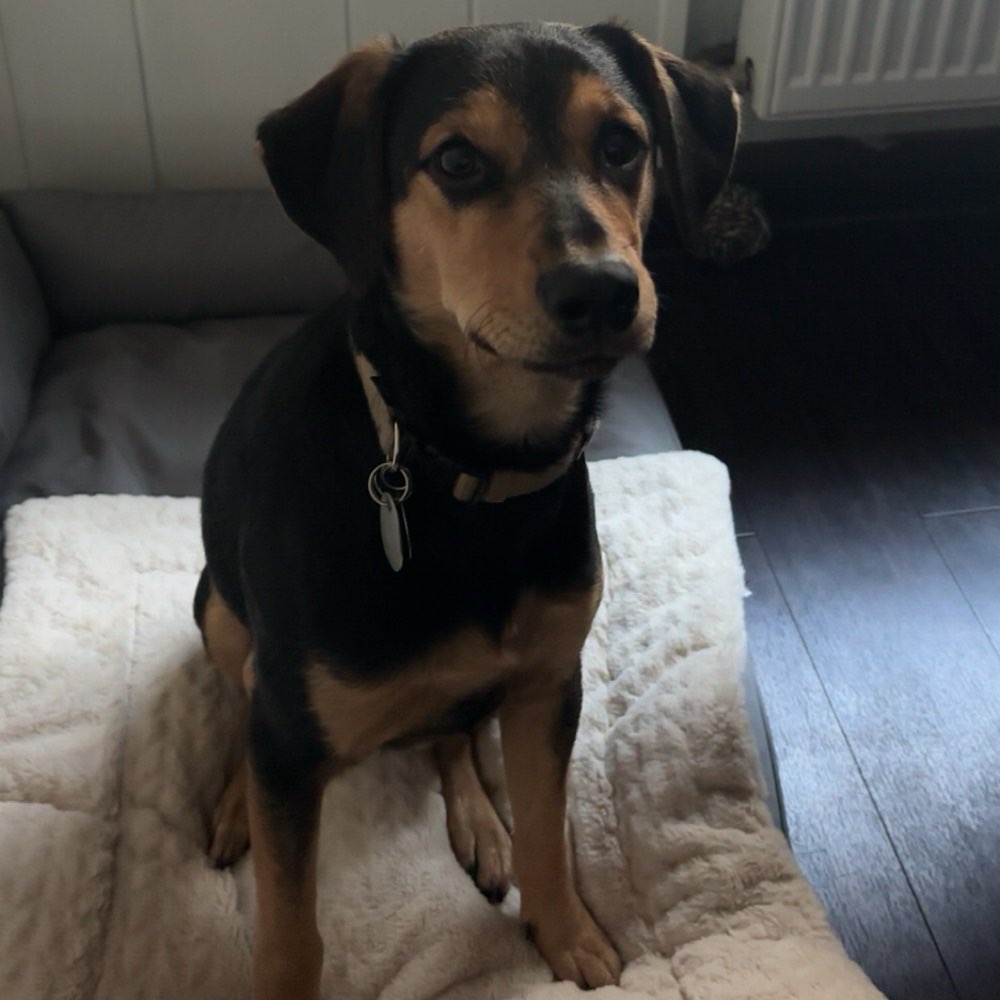 Hundetreffen-Milow sucht neue Hunde Freunde 🐶🐕-Profilbild