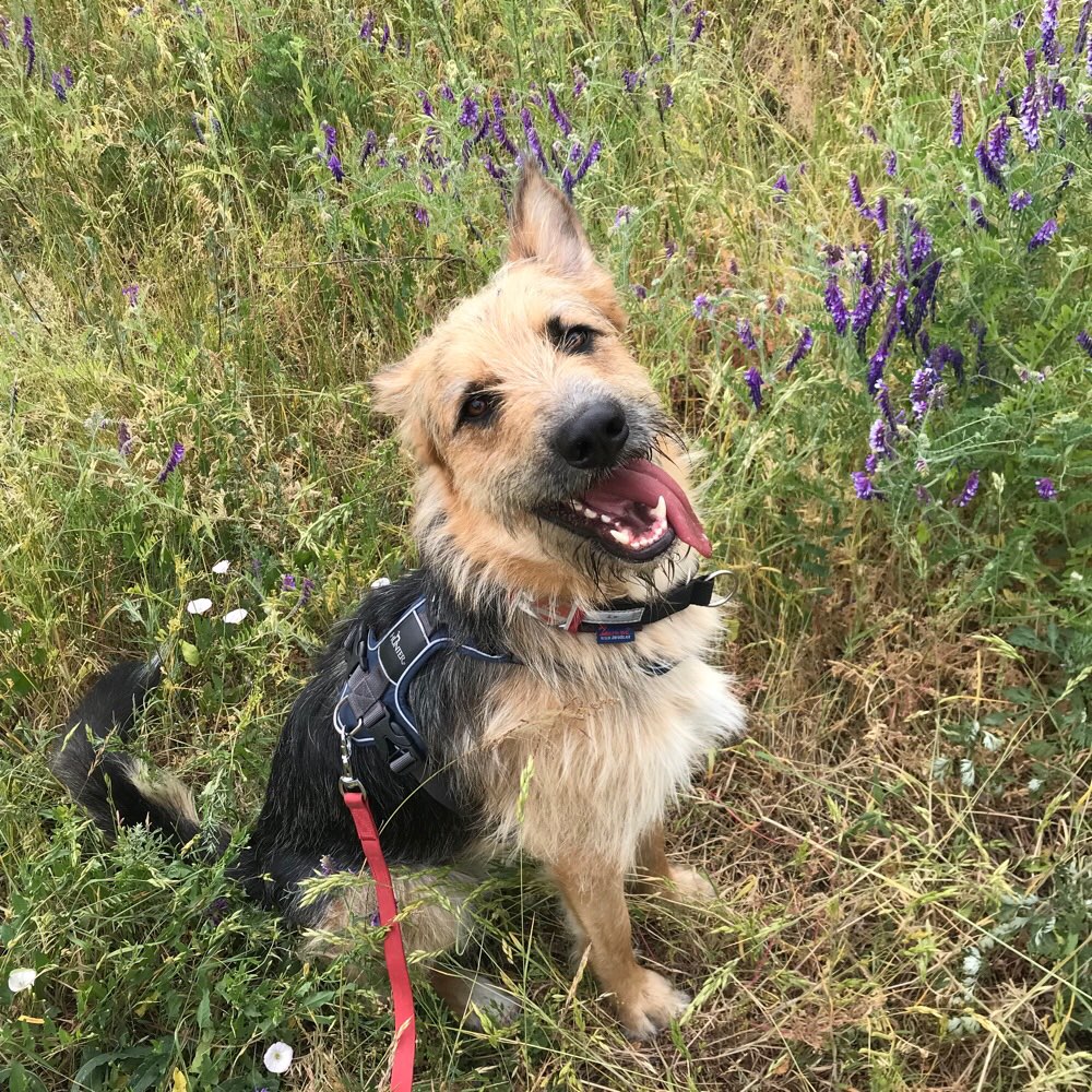 Hundetreffen-Spielgefährt*in-Profilbild