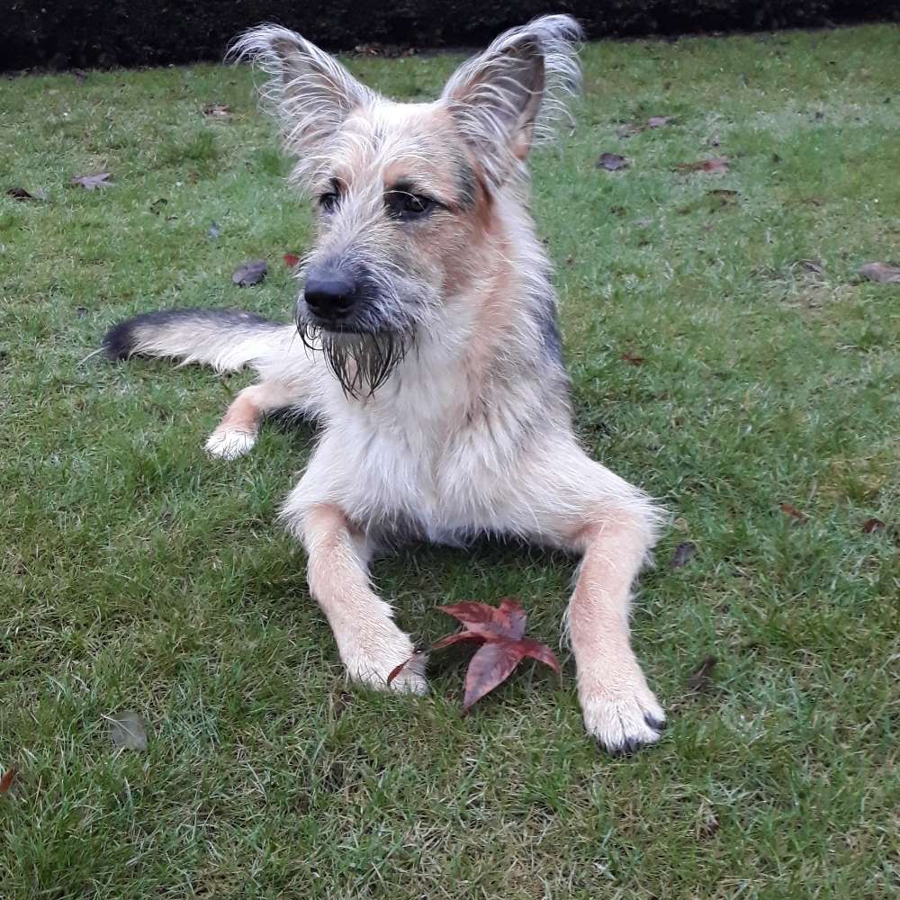 Hundetreffen-Social Walks, Ruheübungen und gemeinsames Spiel-Profilbild