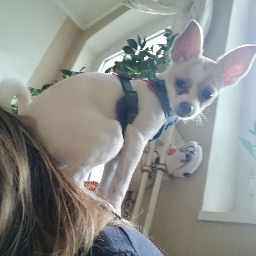 Hundetreffen-Welpen treffen kleine Hunde-Profilbild