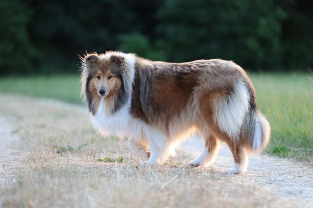 Hundetreffen-Gassipartnerin gesucht-Profilbild