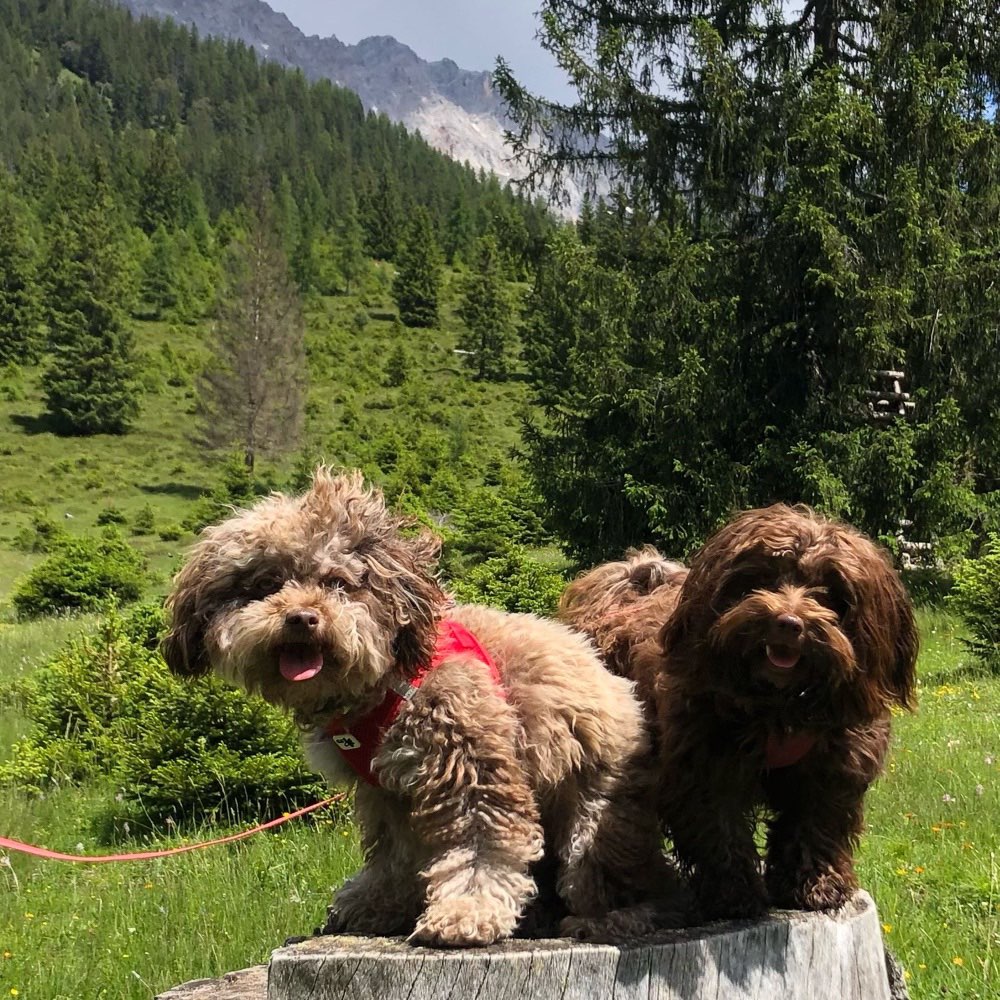 Hundetreffen-Kleine Hunde zum spielen-Profilbild