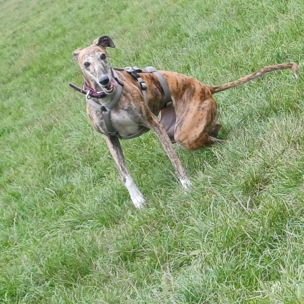 Hundetreffen-Spielrunde auf der Hundewiese-Profilbild