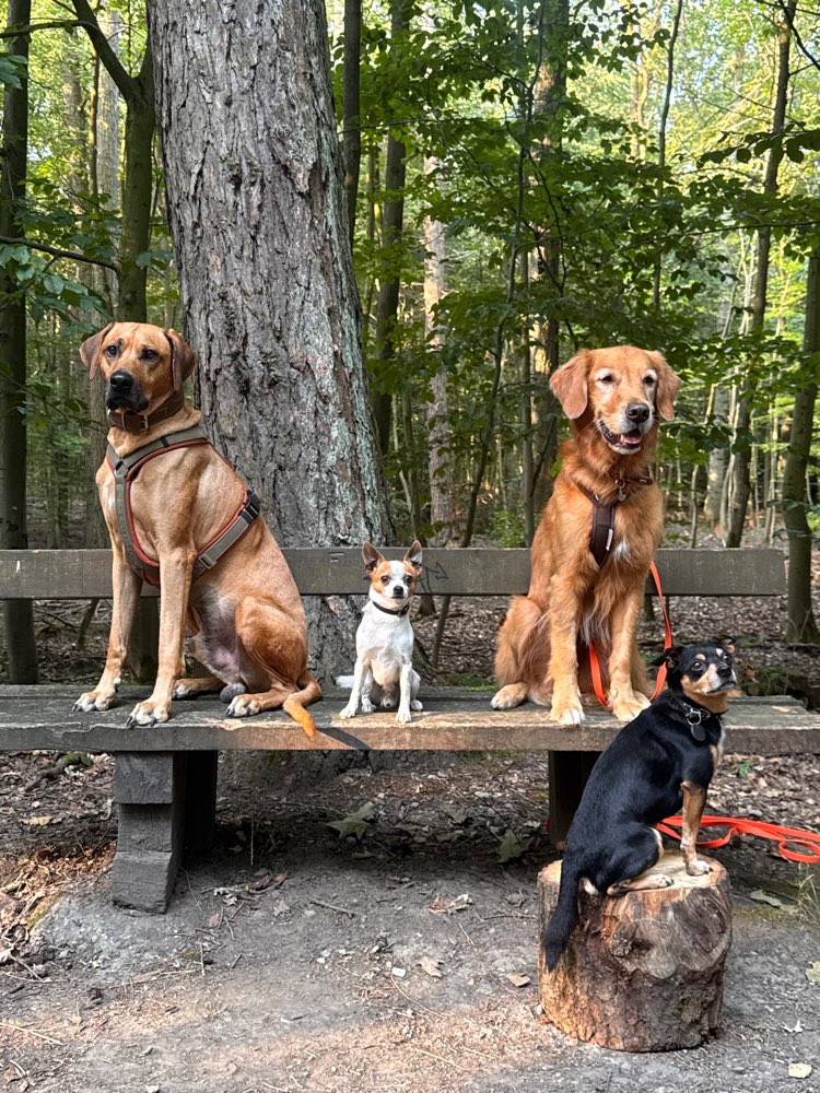 Hundetreffen-Sozial Walk-Profilbild