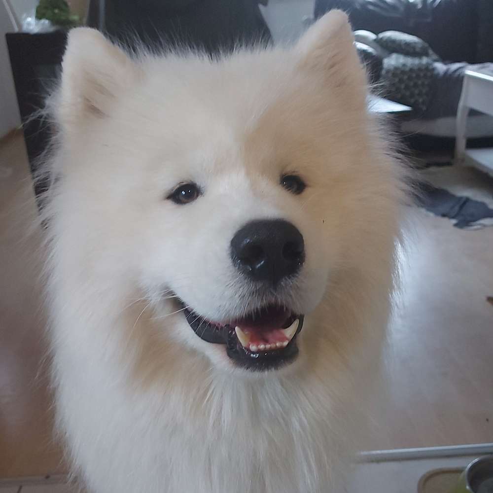 Hundetreffen-Gemeines Dog Scootern (Hundesport)-Profilbild