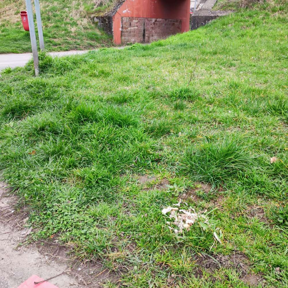 Giftköder-Hühnerknochen-Profilbild