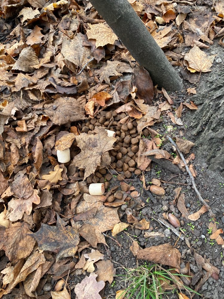 Giftköder-Hundefutter-Profilbild