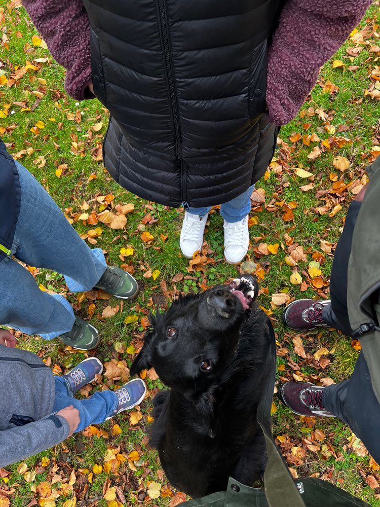 Hundetreffen-Freunde für Hansa gesucht-Profilbild