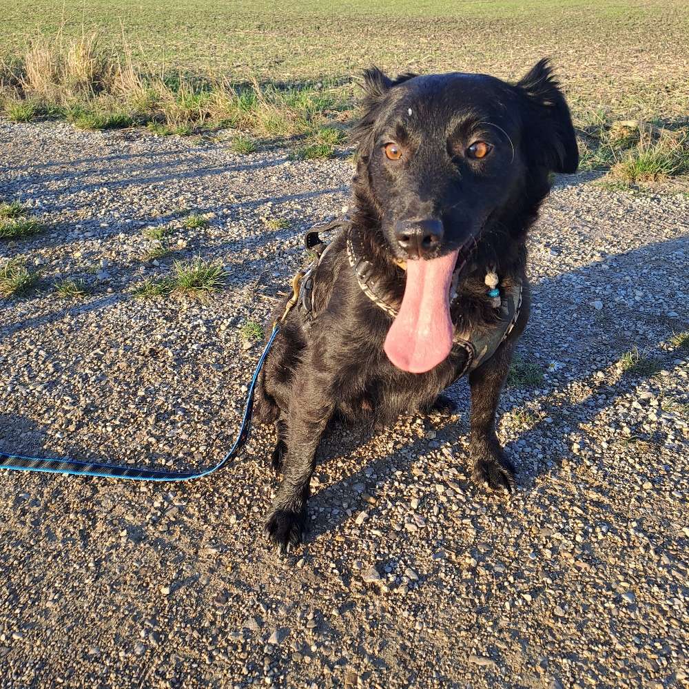 Hundetreffen-Spielfreude gesucht-Profilbild