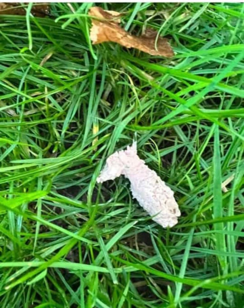 Giftköder-"Giftköder"-Profilbild