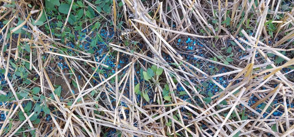 Giftköder-Rattengift ohne Warntafel-Profilbild