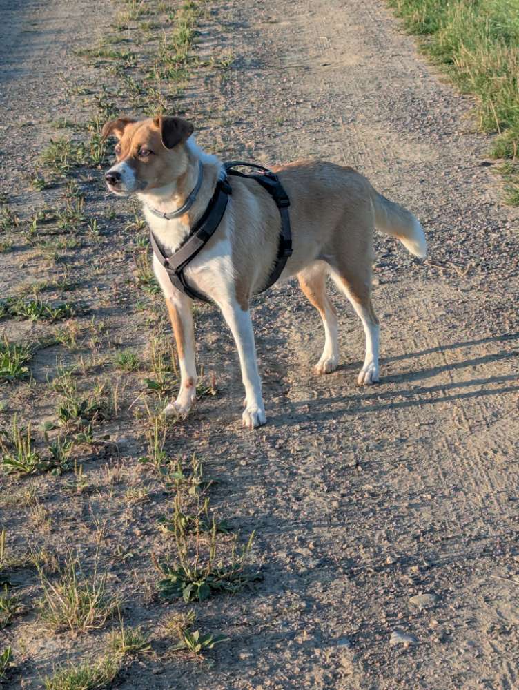 Hundetreffen-Gemeinsames Gassi und Toben-Profilbild