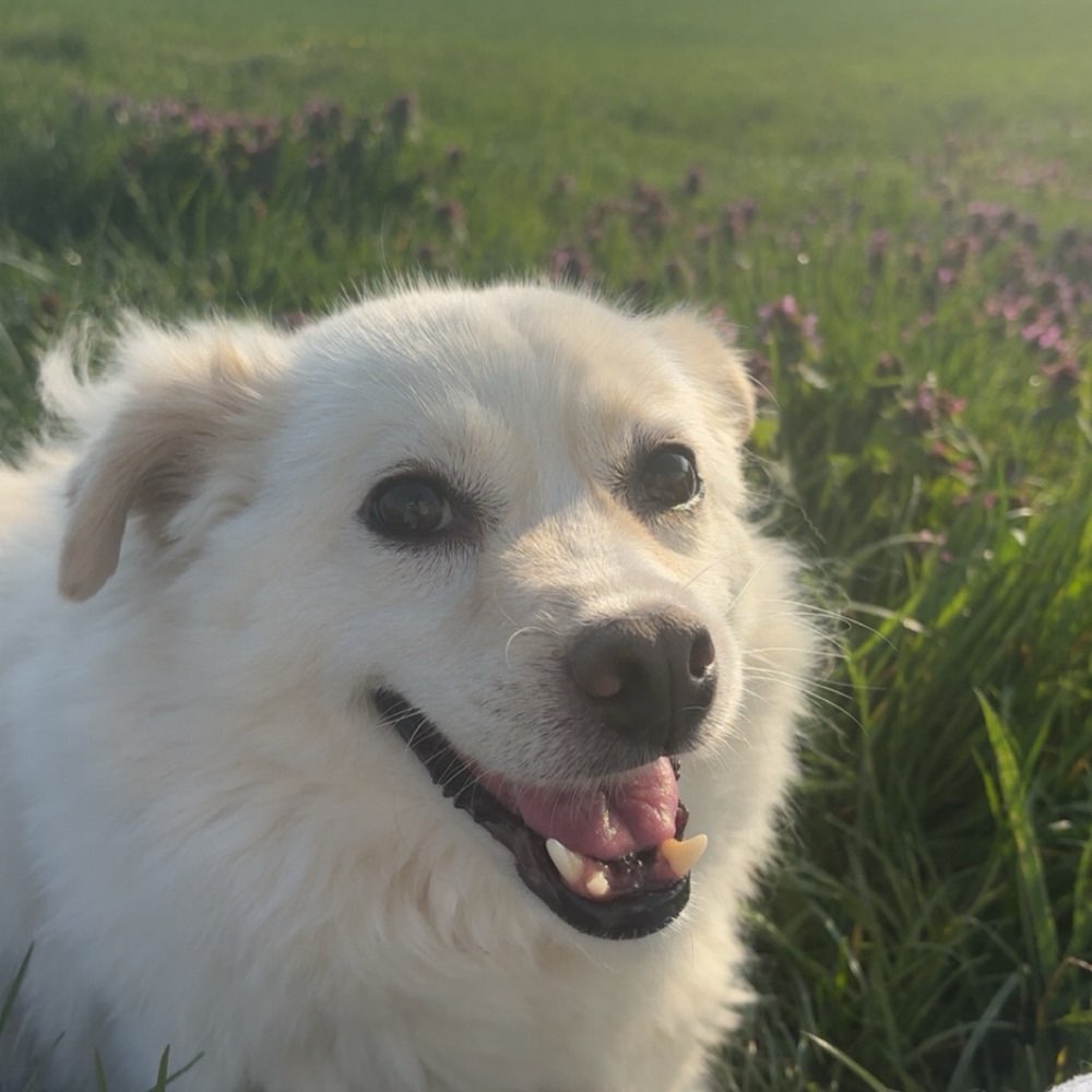 Hundetreffen-Spatzierfreunde Gesucht 🤗-Profilbild