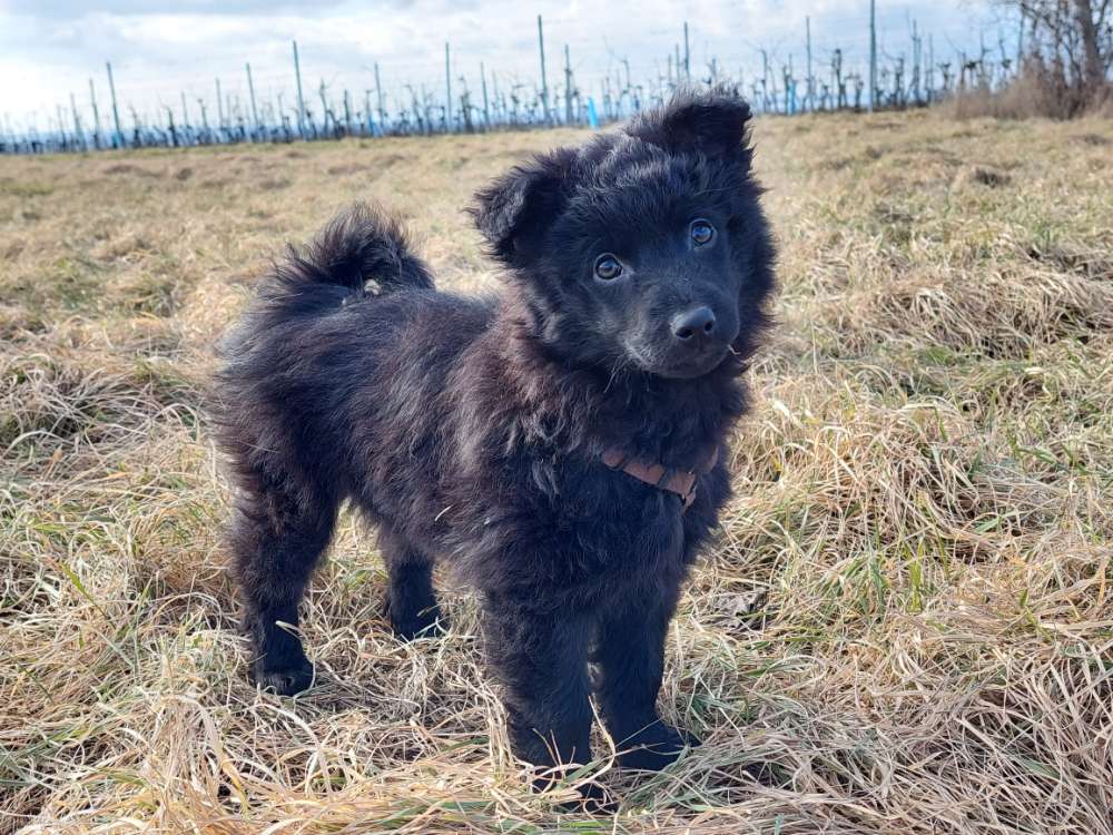 Hundetreffen-Welpentreffen-Profilbild