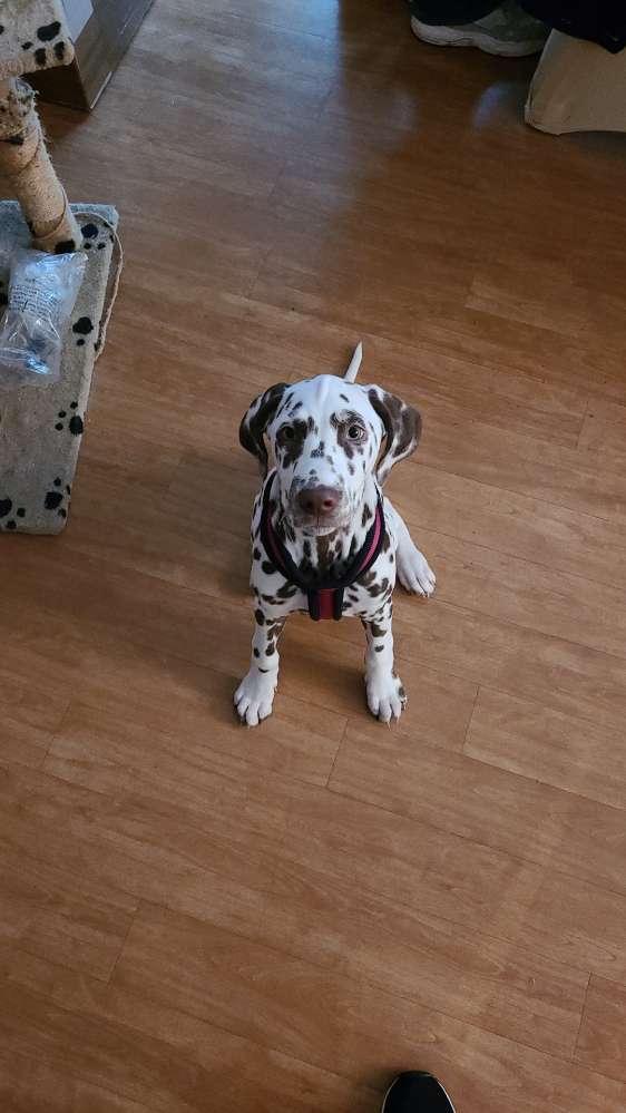 Hundetreffen-Welpen Spiel/Spazieren-Profilbild