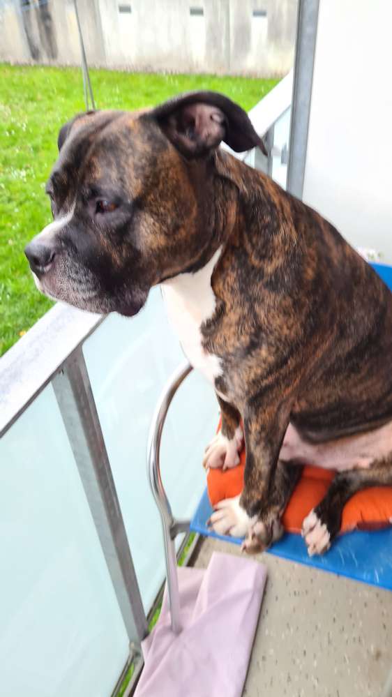 Hundetreffen-Neue Freunde kennen lernen-Profilbild