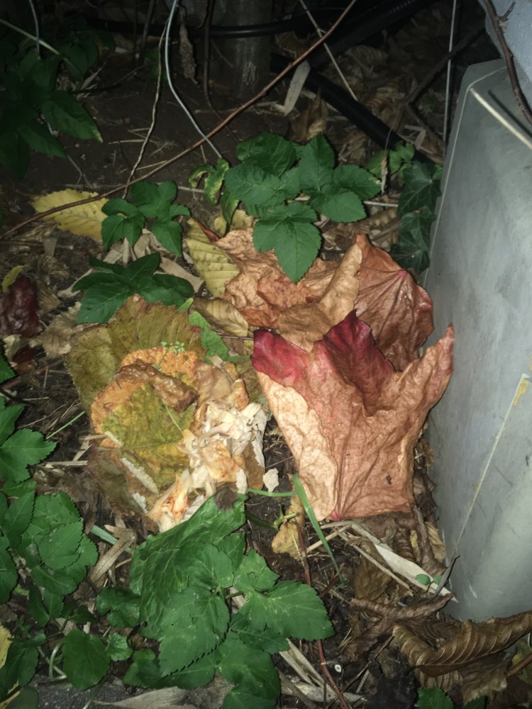 Giftköder-Fleisch ausgelegt-Profilbild